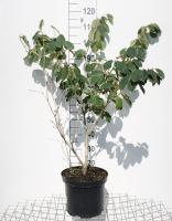 Hamamelis x intermedia 'Pallida'   pot 12L   80 100 cm