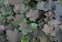 Heuchera 'Brownies'   pot 9x9 cm