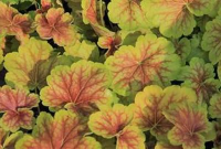 Heuchera 'Delta Dawn'   pot 9x9 cm