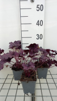 Heuchera 'TNHEUFP' (Forever Purple)   pot 9x9 cm  