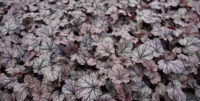 Heuchera 'Shanghai'   pot 9x9 cm
