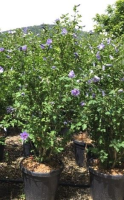Hibiscus syriacus 'Oiseau Bleu'   pot 30L   125 150 cm  