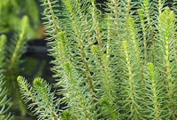 Hippuris vulgaris   Biopot diameter 7 cm