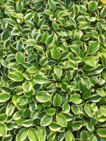 Hosta 'Brim Cup'   pot 9x9 cm  