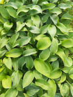 Hosta 'Big Mama'   pot 9x9 cm