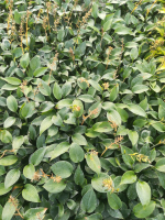 Hosta 'Canadian Blue'   pot 9x9 cm