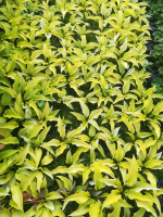Hosta 'Fire Island'   pot 9x9 cm