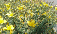 Hypericum olympicum 'Citrinum'   pot 9x9 cm  