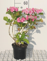 Hydrangea macrophylla 'Taube'   pot   25 30 cm  