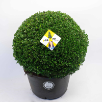 Ilex crenata 'Icoprins11' (Dark Green)   pot   bolvorm diameter 70+ cm