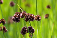 Juncus ensifolius   Biopot diameter 7 cm