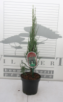 Juniperus scopulorum 'Blue Arrow'   pot   40 50 cm