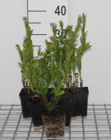 Kalimeris incisa   pot 9x9 cm
