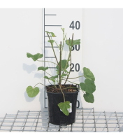 Lavatera 'Barnsley'   pot   25 30 cm