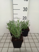 Lavandula x intermedia 'Niko' (Phenomenal)   Lavendel   pot 9x9 cm  