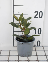 Laurus nobilis   Laurier   pot diameter 10,5 cm  