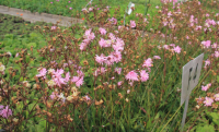 Lychnis flos cuculi 'Petite Jenny'   pot 9x9 cm  