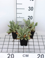 Lychnis alpina 'Alba'   pot 9x9 cm