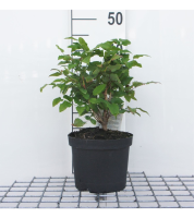 Mahonia aquifolium   pot   25 30 cm  