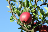 Malus domestica 'Melrose'   pot   voorgeleide struik in waaiervorm met dubbele u
