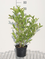 Magnolia stellata   pot   50 60 cm