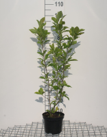 Magnolia 'Susan'   pot   50 60 cm  