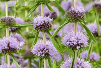 Mentha cervina   Biopot diameter 7 cm