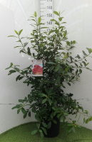 Nyssa sylvatica   pot 12L   80 100 cm
