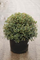 Osmanthus x burkwoodii   pot   bolvorm diameter 60+ cm