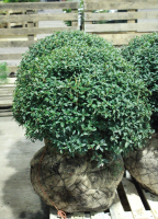 Osmanthus x burkwoodii   pot   bolvorm diameter 80+ cm