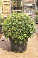 Osmanthus x burkwoodii   pot   bolvorm diameter 70+ cm