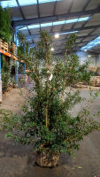 Osmanthus x burkwoodii   aardekluit   140 160 cm  