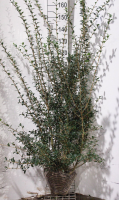 Osmanthus x burkwoodii   aardekluit   120 140 cm