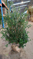 Osmanthus x burkwoodii   aardekluit   100 120 cm  