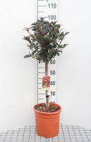 Photinia x fraseri 'Carré Rouge'   pot 9L   geënt op stam
