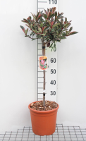 Photinia x fraseri 'Cassini' (Pink Marble)   pot 9L   geënt op stam  
