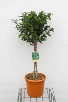 Prunus lusitanica 'Angustifolia'   pot 9L   geënt op stam