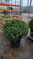 Prunus lusitanica 'Angustifolia'   pot   bolvorm diameter 80+ cm
