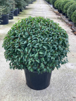 Prunus lusitanica 'Angustifolia'   pot   bolvorm diameter 100+ cm