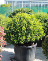 Prunus lusitanica 'Angustifolia'   pot   bolvorm diameter 90+ cm