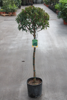 Prunus lusitanica 'Angustifolia'   pot 12L   halfstam boom