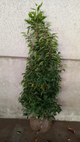 Prunus lusitanica 'Angustifolia'   aardekluit   120 140 cm  