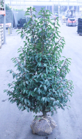Prunus lusitanica 'Angustifolia'   aardekluit   100 120 cm