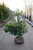 Prunus lusitanica   aardekluit   60 80 cm  