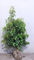 Prunus lusitanica   aardekluit   120 140 cm