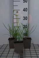 Chinese bieslook, snijknoflook   pot 9x9 cm (Allium tuberosum)  