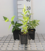 Amsonia tabernaemontana   pot 9x9 cm  