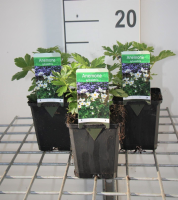 Anthriscus sylvestris   pot 9x9 cm