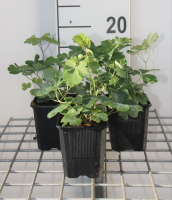 Aquilegia vulgaris   pot 9x9 cm  