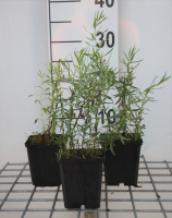 Dragon   pot 9x9 cm (Artemisia dracunculus)  